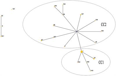 Phenotypic Antimicrobial Susceptibility and Genotypic Characterization of Clinical <mark class="highlighted">Ureaplasma</mark> Isolates Circulating in Shanghai, China